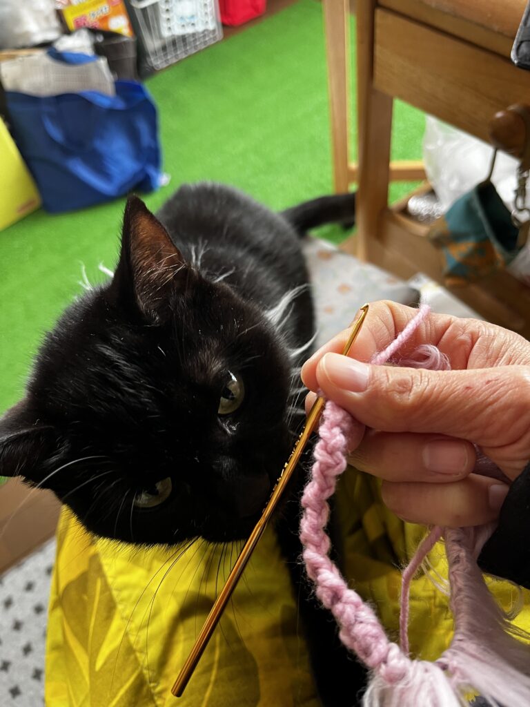 ニャンズのライオン首輪🦁🐈‍⬛