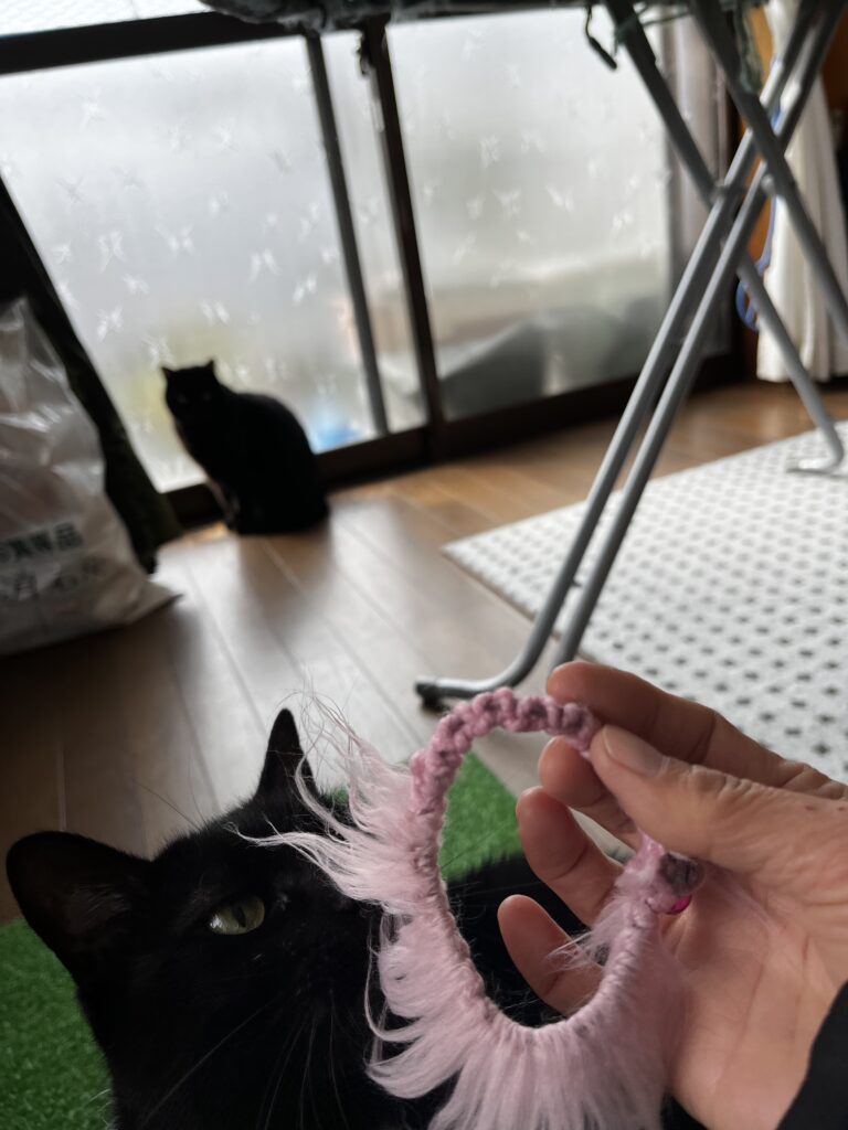 ニャンズのライオン首輪🦁🐈‍⬛