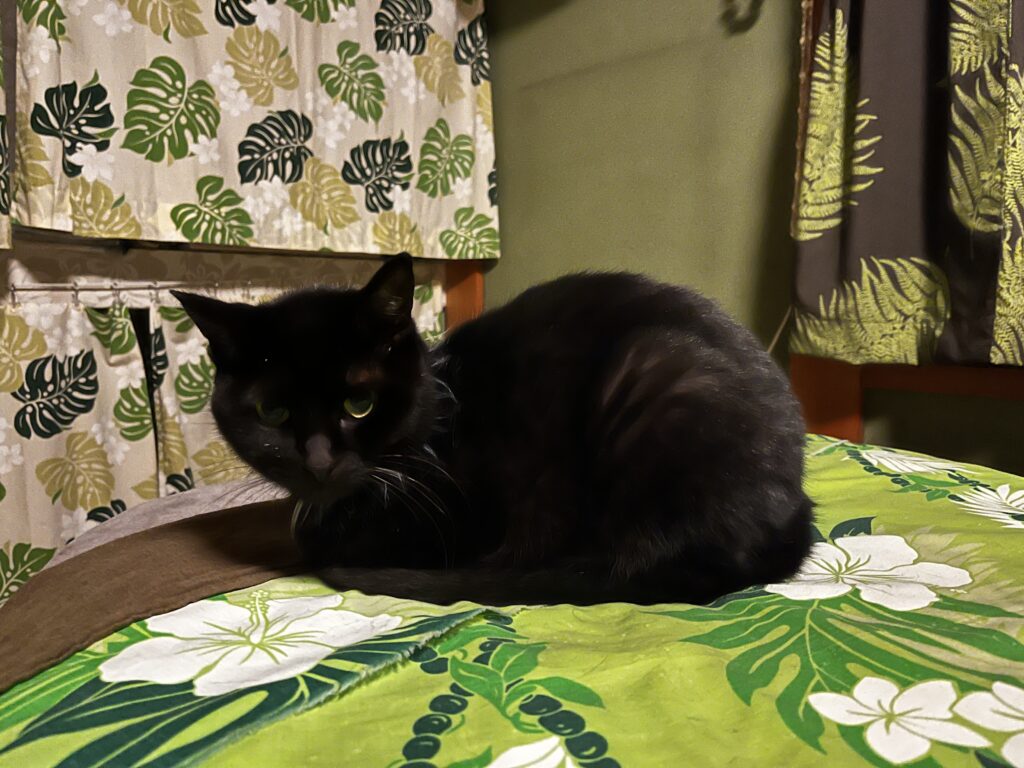 2025年🐍 明けましておめでとうございます