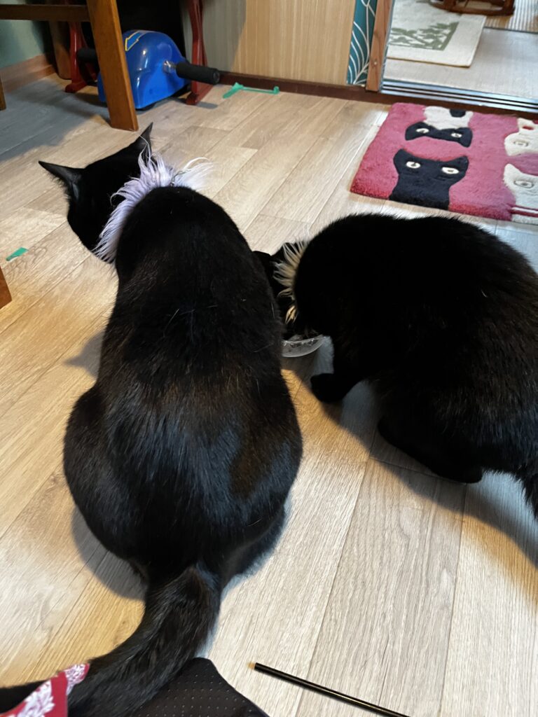 6月14日ソックスちゃん4才になりました