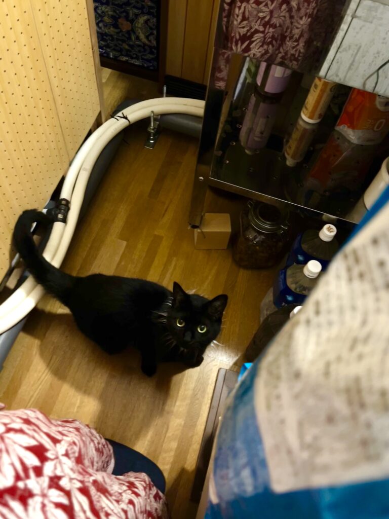 6月14日ソックスちゃん4才になりました