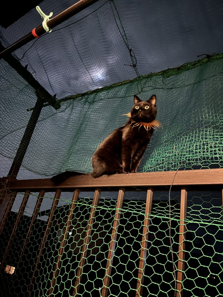 久々のニャンズ、今回はハラミちゃん🐈‍⬛
