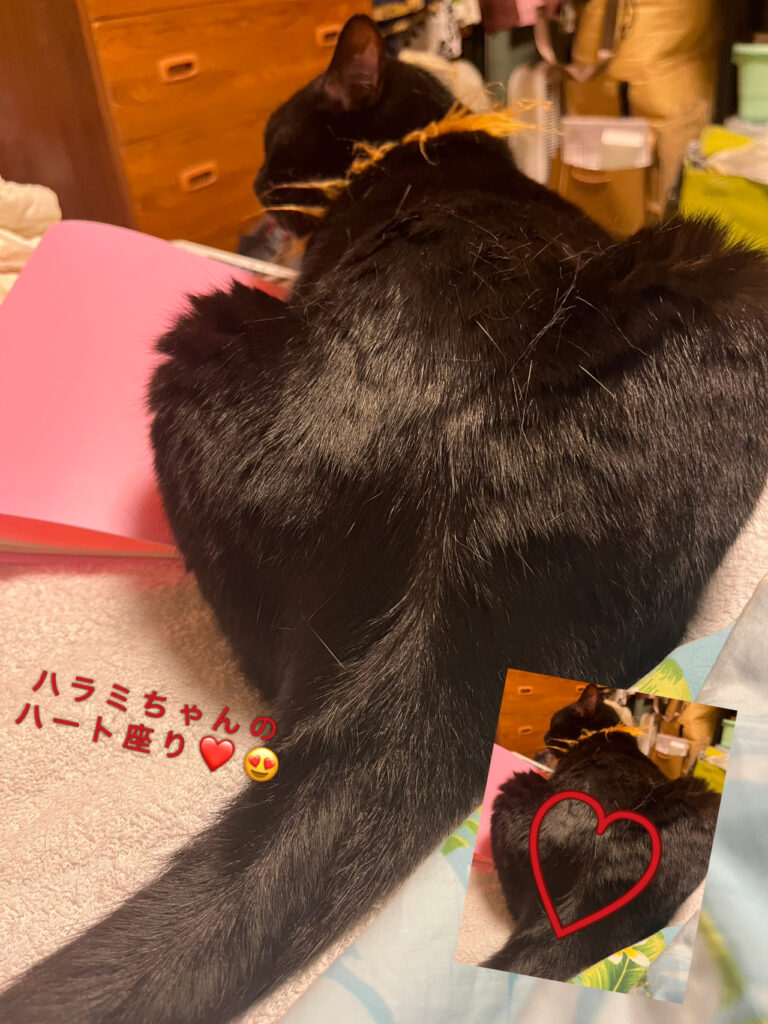 久々のニャンズ、今回はハラミちゃん🐈‍⬛